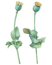 Branch With Poppy Seed Capsule (also Known As Helianthus Annuus). Watercolor Hand Drawn Painting Illustration Isolated On A White Background