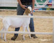 © Danelle - Goat at the fair