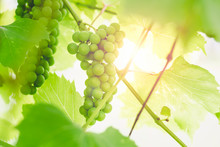 Unripe Green Grapes On A Branch Of A Vine In A Garden On A Sunset Background