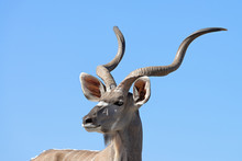 Greater Kudu Viewed From A Ground Level Hide In Onguma Game Reserve.