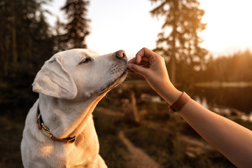 Wall Mural - young beautiful labrador retriever puppy is eating some dog food out of humans hand outside during golden sunset