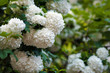 © Viktoria - Chinese snowball viburnum flower heads are snowy. Blooming of beautiful white flowers in the summer garden. Delicate caves of white flowers on the branches.