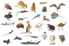Australian Animals Isolated On White Background:Wallaby,Tasmanian Devil,Wombat,Kangaroo, Quokka,Koala, Pelican,Seagull,Penguin,Swan,shark, Sting Ray,Turtle, Dolphin,Seal,Komodo Dragon And Pogona.