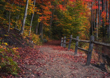 Rustic Autumn Path In The White Mountains