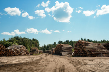 Wall Mural - A lot of cutted logs on stockpile. Lumber industry. Logging and wood storage. Woodworking industry