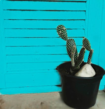 Cactus For Decorated