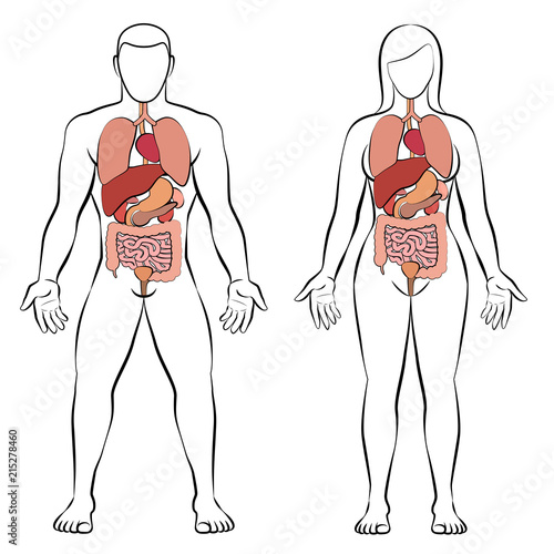 Digestive Tract With Internal Organs Male And Female Body Schematic Human Anatomy Illustration Isolated Vector On White Background Buy This Stock Vector And Explore Similar Vectors At Adobe Stock Adobe Stock