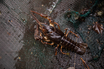 Cancer in the fishing net