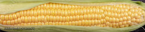 close-up of large grains of ripe corn  cob