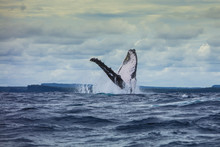 Humpback Whale Breaching