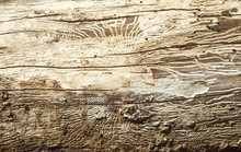 Wood With Bark Beetle Galleries