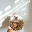 © Sophia Hsin/Stocksy - Hand holding hedgehog with surprised expression in the light