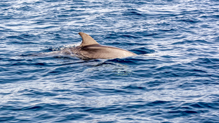 Bottlenose dolphins 