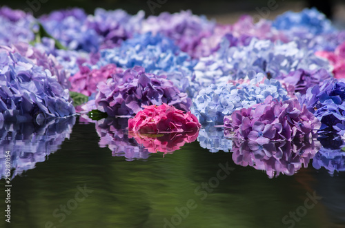 大阪池田久安寺 池に浮かぶ紫陽花 Stock Foto Adobe Stock