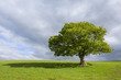 © Radius Images - Oak tree on grassy field in spring in Scotland, United Kingdom