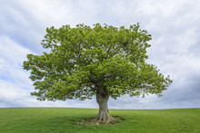 Oak Tree On Grassy Field In Spring In Scotland, United Kingdom