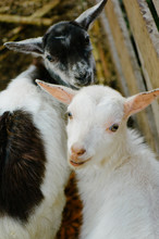 Two Cute Goats