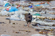 Pigeon Dove walking on beach with plastic waste, bad environment.