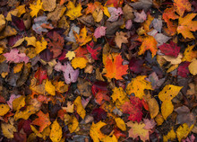 Wet Autumn Leaves Fallen On The Ground