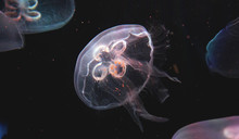 Macro, Purple Jellyfish In The Aquarium