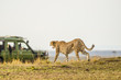 © JENNIFER - Female cheetah walking across the savannah, oblivious to safari vehicle. Watching prey in the distance.  Mouth is open wide, yawning, tail extended.