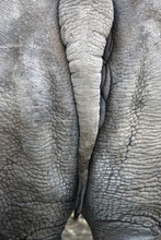 Rhinoceros Bottom