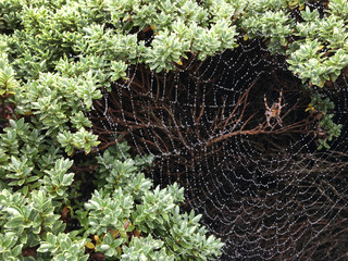 Spiders web covered in dew inside a plant.