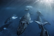 © Song Heming/Stocksy - Humpback whales swimming in ocean