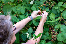 Woman Picking Fresh Blackberries Growing A Vine Out In The Woods, Some Ripe Black And Some Unripe Green
