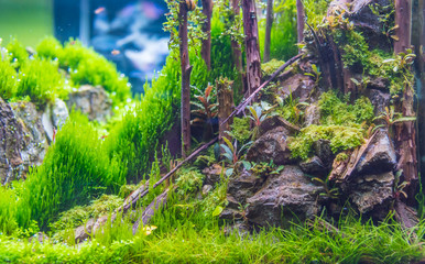 Poster - tank with a variety of aquatic plants.