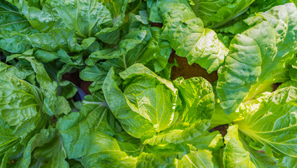 green cabbage growing on the ground.