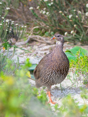 Canvas Print - Cape spurfowl (Pternistis capensis) in Table Bay Nature Reserve