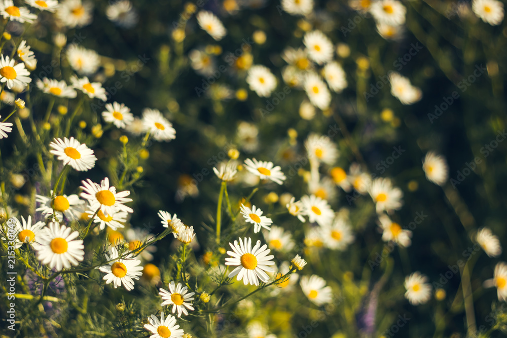 Красивые полевые цветы белые ромашки, летний фон Stock Photo | Adobe Stock