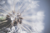 Fototapeta Dmuchawce - White Dandelion with Water Drops Retro