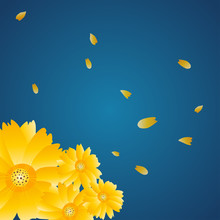 Flower Background, Chrysanthemum, Petals 