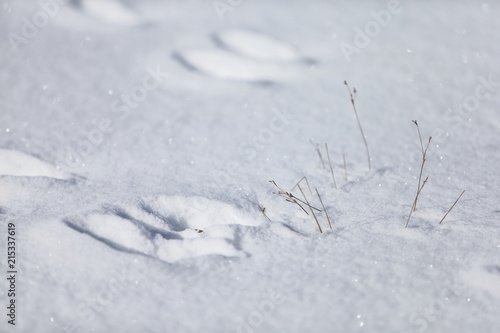 動物画像無料 50 素晴らしい雪動物足跡 動物画像無料 50 素晴らしい雪動物足跡