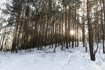 Winter forest.