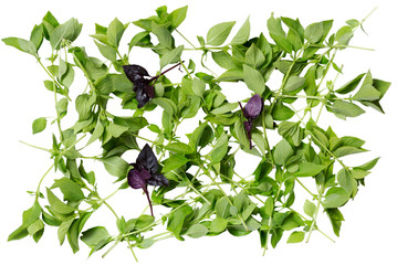 Wall Mural - Fresh basil leaves. Top view scattered fresh sweet basil leaves, isolated on white