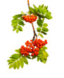 Branch of mountain ash with ripe berries and  foliage on  isolated background