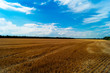© isuhi - Field after harvest with traces of cars among the remaining cut wheat stalks against the blue sky with clouds.