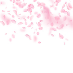 Wall Mural - Sakura petals falling down. Romantic pink flowers gradient. Flying petals on white square background