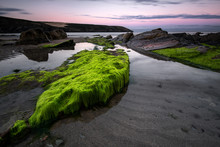 Green Algae Covered Rocks At Rocky Bay Beach In Ireland