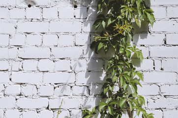 white brick wall with green leaves background