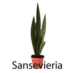 Wall Mural - Sansevieria   pot for flowers, with earth, pink, for seedlings, pots.