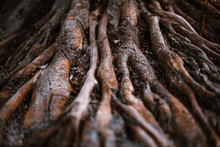 Huge Dramatic Brown Roots Of A Tropical Tree In A Rainforest With A Shallow Depth Of Field, Selective Focus On The Middle Distance