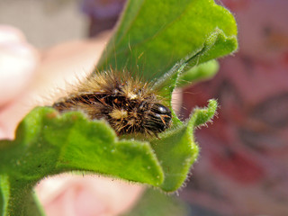 Caterpillar 2