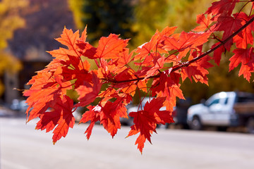 autumn maple leaves in sunlight