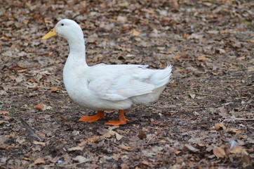 White duck walking on ground.