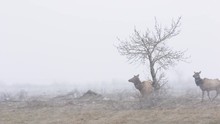 Herd Of Elk Standing In The Open During A Heavy Snowstorm.
