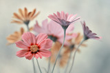Fototapeta Kwiaty - Bukiet pastelowych kwiatów